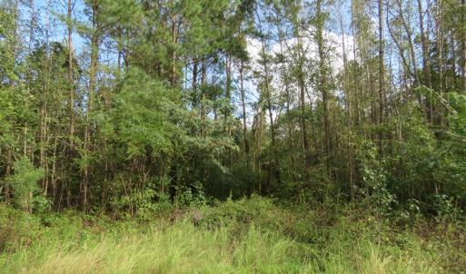 Photo of UNDER CONTRACT!  70 Acres of Hunting Land For Sale in Robeson County NC!