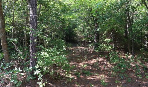 Photo of UNDER CONTRACT!  104 Acres of Hunting and Timber Land For Sale in Surry County VA!