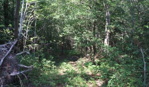 Photo of UNDER CONTRACT!  104 Acres of Hunting and Timber Land For Sale in Surry County VA!