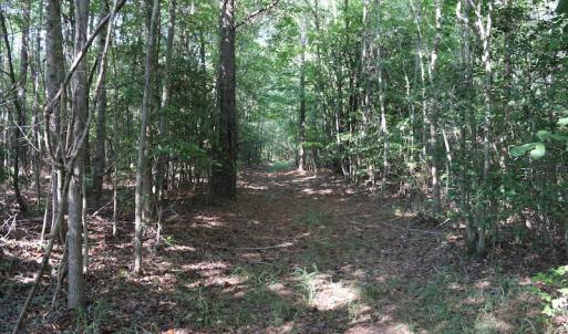 Photo of UNDER CONTRACT!  104 Acres of Hunting and Timber Land For Sale in Surry County VA!