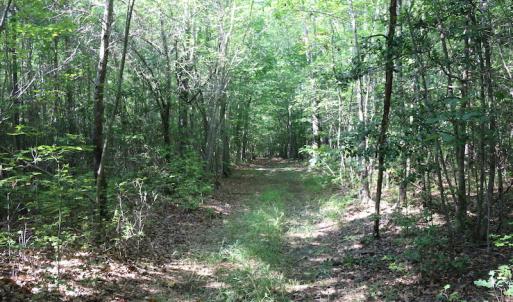 Photo of UNDER CONTRACT!  104 Acres of Hunting and Timber Land For Sale in Surry County VA!