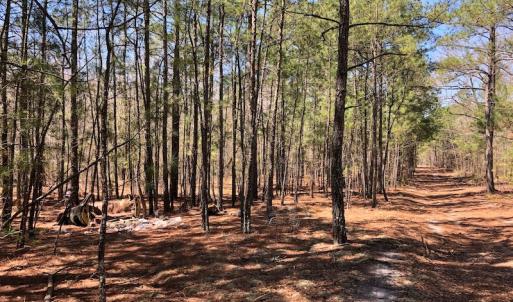 Photo of UNDER CONTRACT!  11.77 Acres of Residential and Hunting land for Sale in Harnett County, NC!