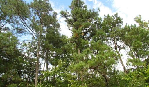 Photo of UNDER CONTRACT!  5 Acres of  Cleared Building Land For Sale in Suffolk County VA!