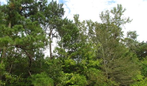 Photo of UNDER CONTRACT!  5 Acres of  Cleared Building Land For Sale in Suffolk County VA!