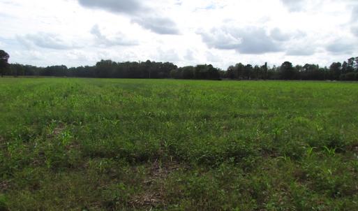 Photo of UNDER CONTRACT!  5 Acres of  Cleared Building Land For Sale in Suffolk County VA!