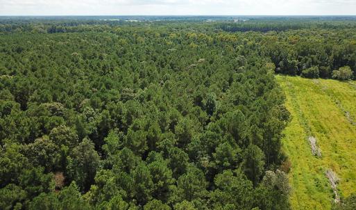 Photo of UNDER CONTRACT!  47 Acres of Timber and Hunting Land For Sale in Pitt County NC!