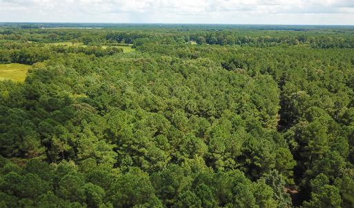 Photo of UNDER CONTRACT!  47 Acres of Timber and Hunting Land For Sale in Pitt County NC!