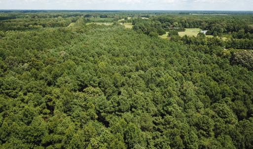 Photo of UNDER CONTRACT!  47 Acres of Timber and Hunting Land For Sale in Pitt County NC!