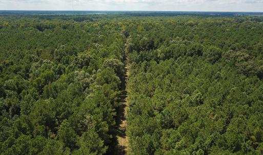 Photo of UNDER CONTRACT!  47 Acres of Timber and Hunting Land For Sale in Pitt County NC!