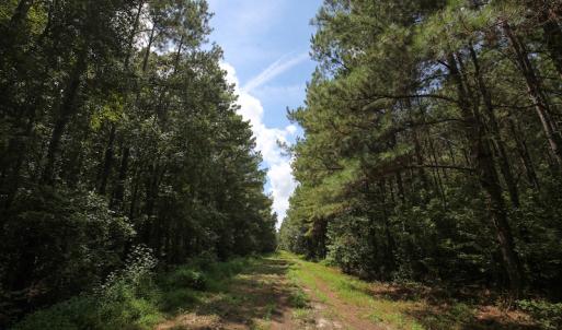 Photo of UNDER CONTRACT!  47 Acres of Timber and Hunting Land For Sale in Pitt County NC!