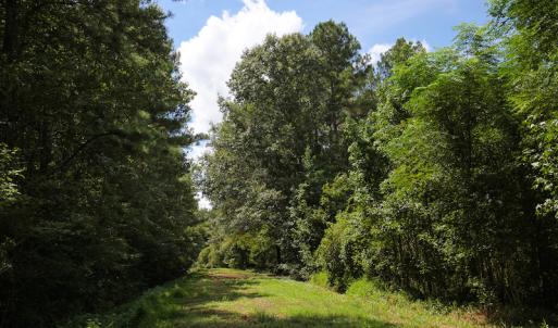 Photo of UNDER CONTRACT!  47 Acres of Timber and Hunting Land For Sale in Pitt County NC!