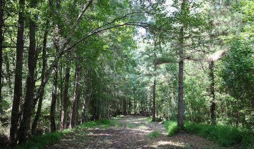 Photo of UNDER CONTRACT!  47 Acres of Timber and Hunting Land For Sale in Pitt County NC!