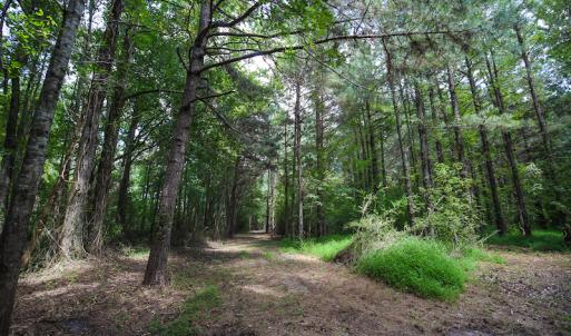 Photo of UNDER CONTRACT!  47 Acres of Timber and Hunting Land For Sale in Pitt County NC!