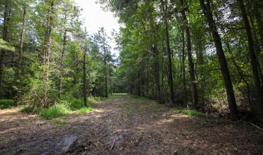Photo of UNDER CONTRACT!  47 Acres of Timber and Hunting Land For Sale in Pitt County NC!