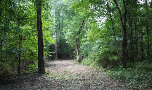 Photo of UNDER CONTRACT!  47 Acres of Timber and Hunting Land For Sale in Pitt County NC!
