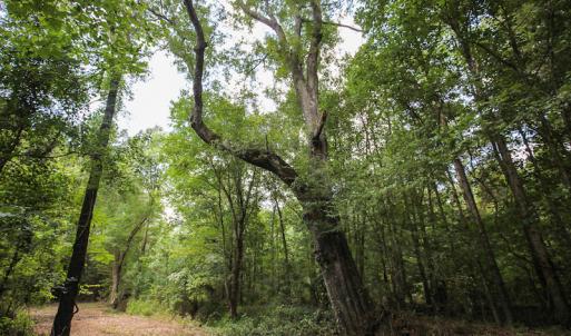Photo of UNDER CONTRACT!  47 Acres of Timber and Hunting Land For Sale in Pitt County NC!