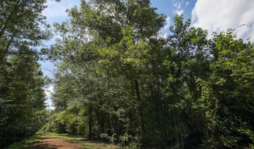 Photo of UNDER CONTRACT!  47 Acres of Timber and Hunting Land For Sale in Pitt County NC!