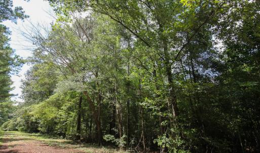 Photo of UNDER CONTRACT!  47 Acres of Timber and Hunting Land For Sale in Pitt County NC!
