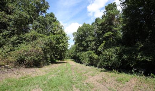 Photo of UNDER CONTRACT!  47 Acres of Timber and Hunting Land For Sale in Pitt County NC!