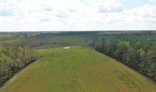 Photo of UNDER CONTRACT!  46 Acres of Farm and Timber Land for Sale in Columbus County NC!