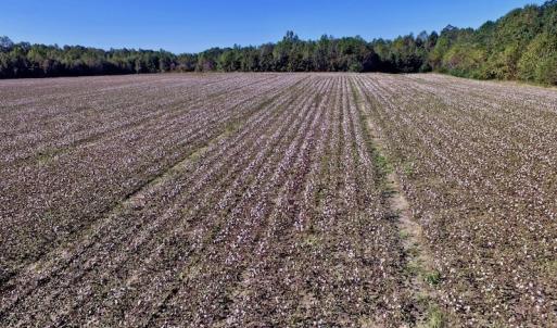 Photo of UNDER CONTRACT!  24.5 Acres of Farm and Hunting Land For Sale in Halifax County NC!