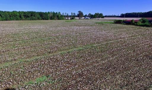 Photo of UNDER CONTRACT!  24.5 Acres of Farm and Hunting Land For Sale in Halifax County NC!