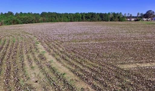 Photo of UNDER CONTRACT!  24.5 Acres of Farm and Hunting Land For Sale in Halifax County NC!