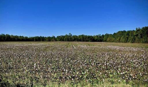 Photo of UNDER CONTRACT!  24.5 Acres of Farm and Hunting Land For Sale in Halifax County NC!