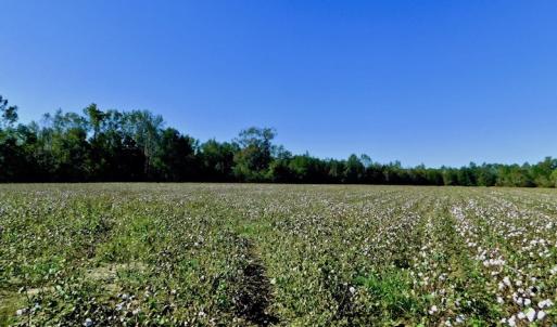 Photo of UNDER CONTRACT!  24.5 Acres of Farm and Hunting Land For Sale in Halifax County NC!