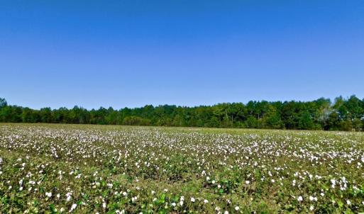Photo of UNDER CONTRACT!  24.5 Acres of Farm and Hunting Land For Sale in Halifax County NC!