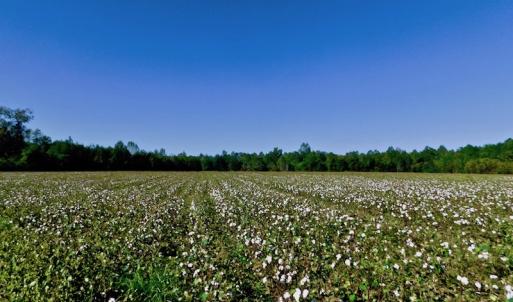 Photo of UNDER CONTRACT!  24.5 Acres of Farm and Hunting Land For Sale in Halifax County NC!