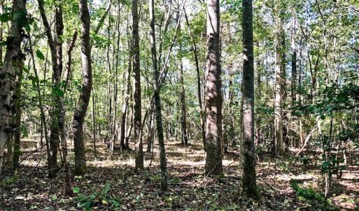 Photo of UNDER CONTRACT!  24.5 Acres of Farm and Hunting Land For Sale in Halifax County NC!