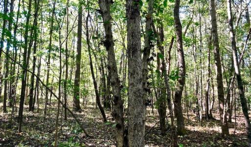 Photo of UNDER CONTRACT!  24.5 Acres of Farm and Hunting Land For Sale in Halifax County NC!