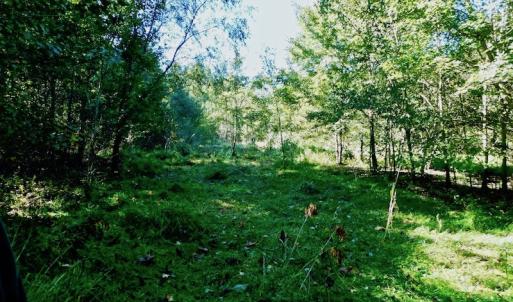 Photo of UNDER CONTRACT!  24.5 Acres of Farm and Hunting Land For Sale in Halifax County NC!