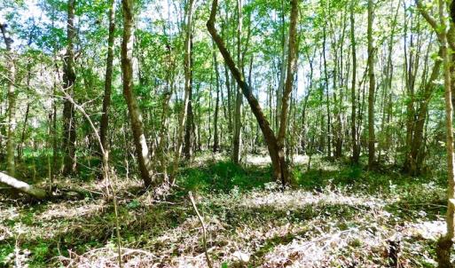 Photo of UNDER CONTRACT!  24.5 Acres of Farm and Hunting Land For Sale in Halifax County NC!