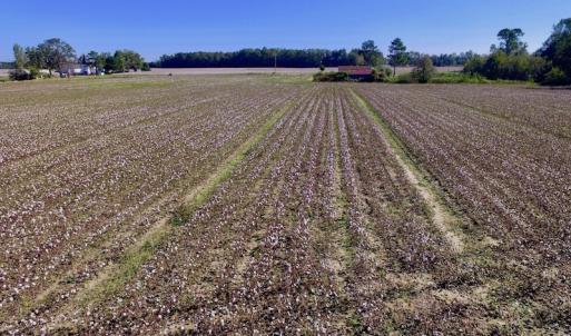 Photo of UNDER CONTRACT!  24.5 Acres of Farm and Hunting Land For Sale in Halifax County NC!