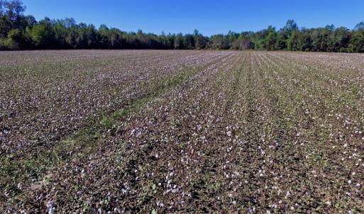 Photo of UNDER CONTRACT!  24.5 Acres of Farm and Hunting Land For Sale in Halifax County NC!
