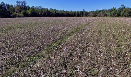 Photo of UNDER CONTRACT!  24.5 Acres of Farm and Hunting Land For Sale in Halifax County NC!