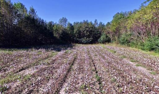 Photo of UNDER CONTRACT!  24.5 Acres of Farm and Hunting Land For Sale in Halifax County NC!