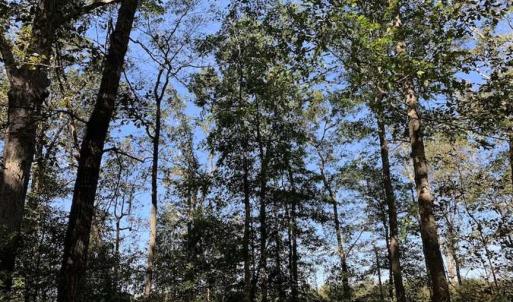 Photo of SOLD!  18.23 Acres of Recreational Land with Pond For Sale in Greene County NC!