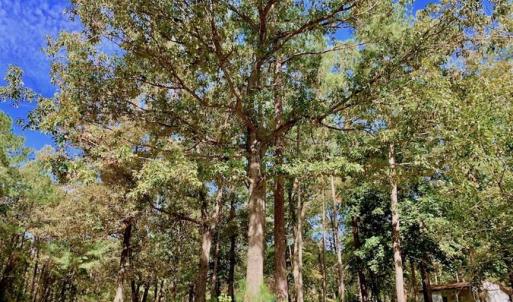 Photo of SOLD!  18.23 Acres of Recreational Land with Pond For Sale in Greene County NC!