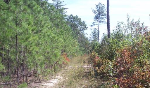 Photo of UNDER CONTRACT!  15 Acres of Hunting and Residential Land For Sale in Prince Edward County VA!