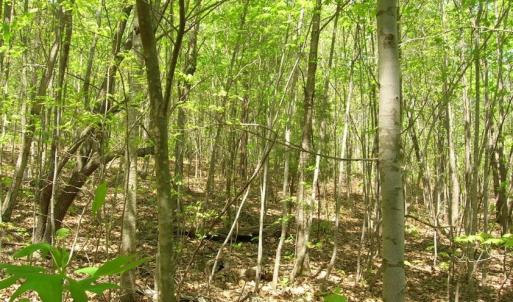 Photo of UNDER CONTRACT!  15 Acres of Hunting and Residential Land For Sale in Prince Edward County VA!