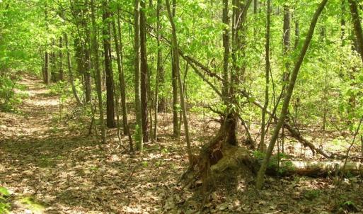 Photo of UNDER CONTRACT!  15 Acres of Hunting and Residential Land For Sale in Prince Edward County VA!