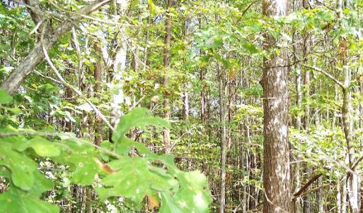 Photo of UNDER CONTRACT!  15 Acres of Hunting and Residential Land For Sale in Prince Edward County VA!