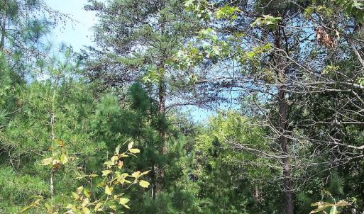 Photo of UNDER CONTRACT!  15 Acres of Hunting and Residential Land For Sale in Prince Edward County VA!