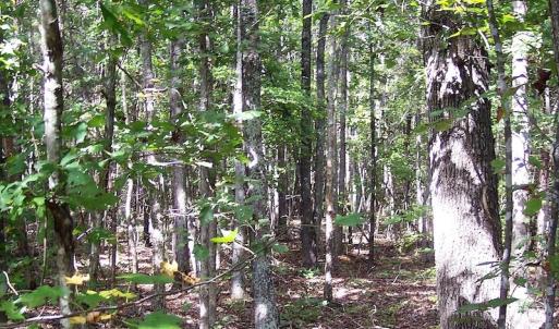 Photo of UNDER CONTRACT!  15 Acres of Hunting and Residential Land For Sale in Prince Edward County VA!
