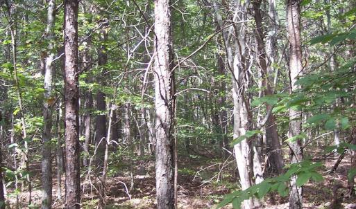 Photo of UNDER CONTRACT!  15 Acres of Hunting and Residential Land For Sale in Prince Edward County VA!