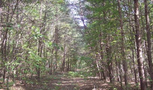 Photo of UNDER CONTRACT!  15 Acres of Hunting and Residential Land For Sale in Prince Edward County VA!