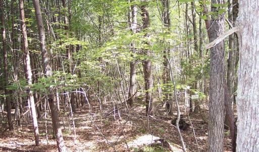 Photo of UNDER CONTRACT!  15 Acres of Hunting and Residential Land For Sale in Prince Edward County VA!